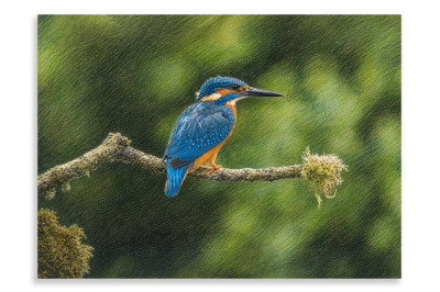 Male Kingfisher Dining Out - Artistic